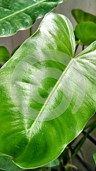 Taro green leaves