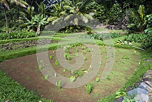 Taro or Kalo loi pond, Oahu Hawaii
