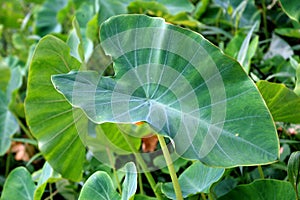 Taro leaf