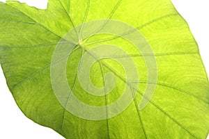 Taro leaf