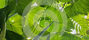 taro leaf background with nice texture