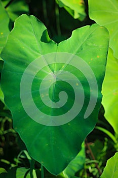 Taro leaf leaves