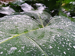 Taro leaf is Water resist