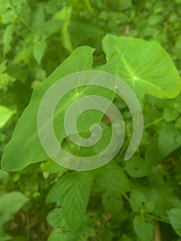 Taro leaves