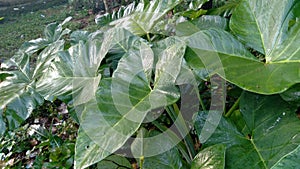 Taro Leaves: A Healthful and Flavorful Addition to Your Plate