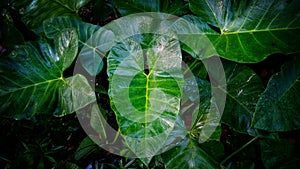 Taro Leaves: A Healthful and Flavorful Addition to Your Plate