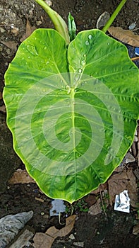 Taro leaves are heart shaped leaves that generally grown in tropical and subtropical