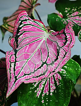 Taro leaves that look like butterfly wings, with a dark red color