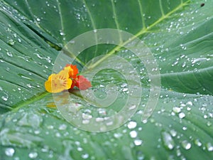 taro leaves in the morning when the dew still wets the earth