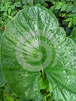 taro leaves thrive and are green