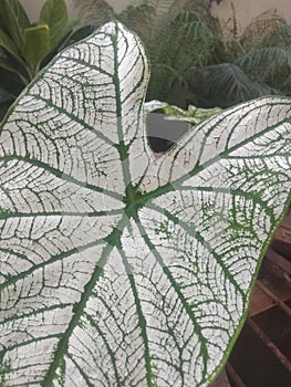 taro leaves with white background texture in the front yard of the house