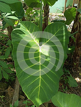 Taro leaves are wide and soothes the eyes of those who look at them