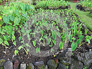 Taro Patch