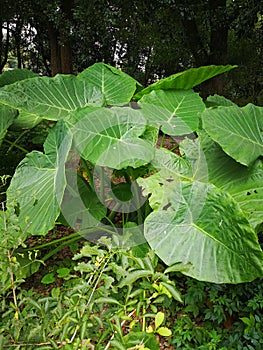 Taro plant