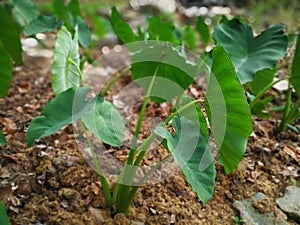 Taro plant