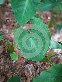 Taro plant