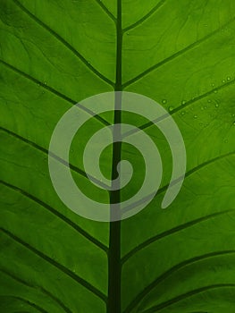 Taro plant leaf, the venation pattern, green colour, background image