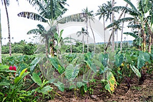 Taro plantation with banana palm trees growing on Upolu Island,