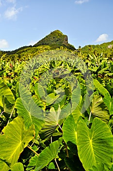 Taro plantation on an island in Pacific