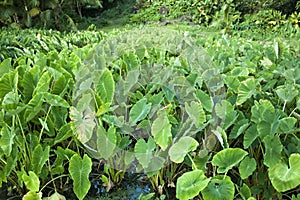 Taro plants growing in a field photo