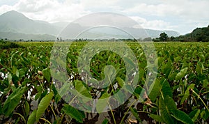 Taro plants in Hanalei valley