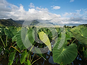 Taro plants in Hanalei Valley in Kauai