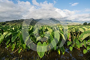 Taro plants in Hanalei Valley in Kauai