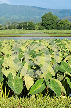 Taro plants in Hanalei Valley in Kauai