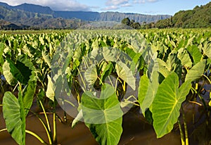 Taro plants in Hanalei Valley on Kauai photo