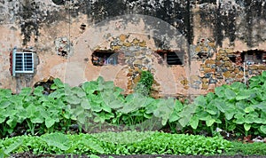 Taro plants with old house in Con Dao, Vietnam