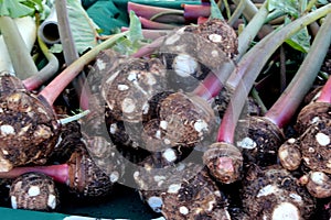 Taro root, Colocasia esculenta