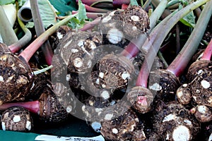 Taro root, Colocasia esculenta, food plant