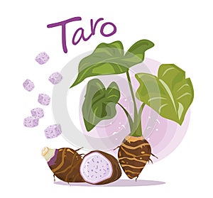 Taro Root Vector. Taro plant. fruit and slice of taro. photo