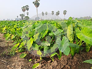 Taro trees are line by line in a field