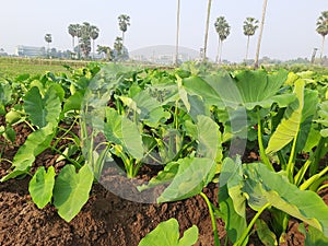 Taro trees are line by line in a field photo