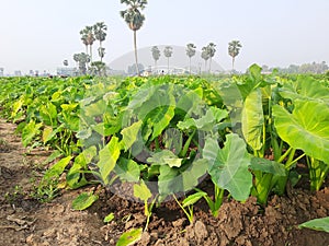Taro trees are line by line in a field photo
