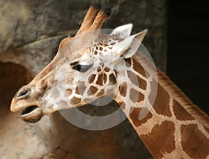 Taronga zoo giraffe