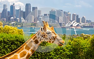 Taronga Zoo Giraffes