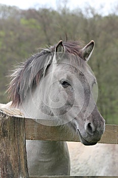 Tarpan at a fence