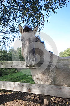 Tarpan at a fence