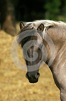 Tarpan Horse, equus caballus gmelini, Portrait of Adult