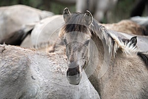 Tarpan horse portrait