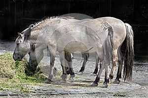 Tarpan horses 1