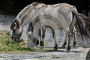 Tarpan horses 2