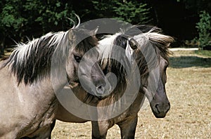 Tarpan Horses, equus caballus gmelini