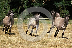 Tarpan Horses, equus caballus gmelini, Herd Galloping