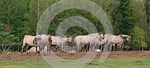 Tarpan like Polish Horses herd