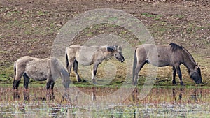 Tarpan like Polish Horses herd