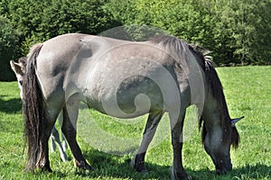 Tarpane Wild horse herd in Neandertal photo