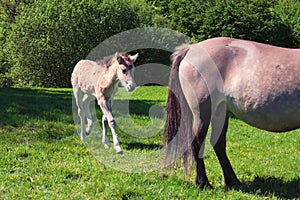 Tarpane Wild horse herd in Neandertal photo